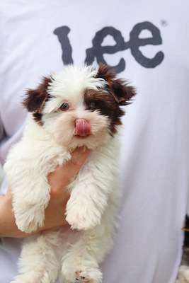 Biewer Yorkshire terrier